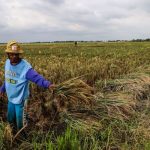500 Hektare Lahan Pertanian di Gorut Dapat Asuransi