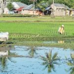 Petani Kabgor Berteriak Minta Pupuk, Gubernur Diminta Keluarkan Surat Sakti