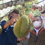 Wagub Boyong Petani Milenial Belajar Budidaya Durian Musang King
