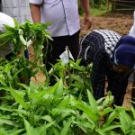 Program Prioritas PKK, Jaga Keseimbangan Alam, Lestarikan Lingkungan