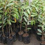 Petani Milenial Gorut Terima Bibit Durian Dari Gubernur Rusli