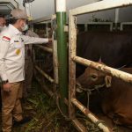 Penjagub Gorontalo Pantau Pengiriman Sapi ke Kaltara