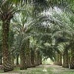 Petani Sawit Boalemo Minta PT. AAS Segera Bayar Utang