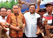 Produksi Singkong Gorontalo Mencapai 6,676 Ton Pertahun