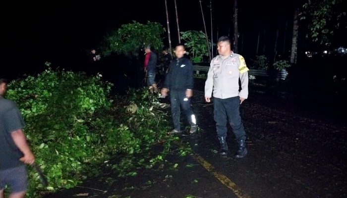 Pohon Tumbang Picu Macet Total di Trans Sulawesi