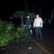 Pohon Tumbang Picu Macet Total di Trans Sulawesi