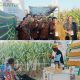 PT. Bayer Indonesia ‘Unjuk Gigi’ Tiga Benih Jagung Unggul di Penas XVII Gorontalo